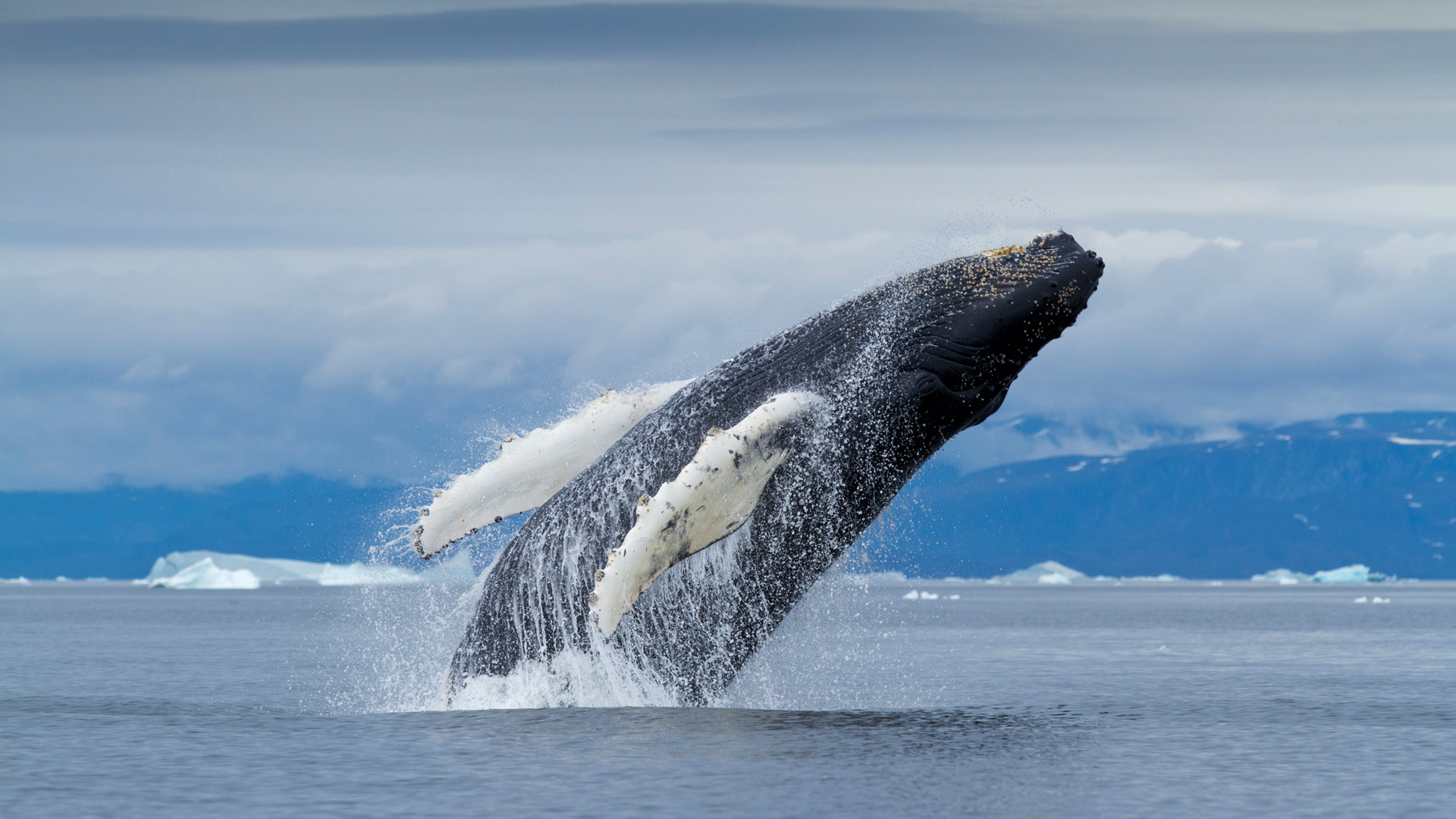 多美世界1228-座头鲸（Humpback Whale）